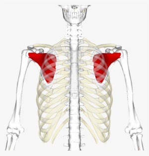 The Subscapularis Muscle Of The Rotator Cuff, In Red, - Bones And Muscles Gif