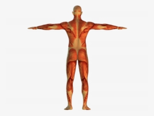 Of Course, The Movement Of The Skeletal Muscles Is - Skeleton With Muscles Png