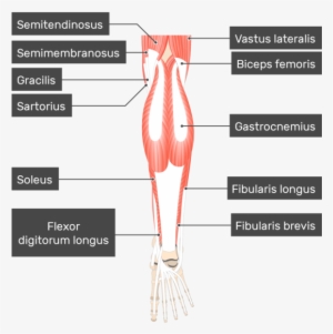 Popliteus Muscle Attached To The Lower Limb With Other - Gastrocnemius Muscle Attachments