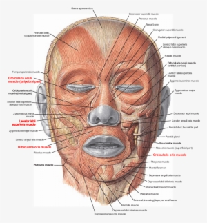 muscles of facial expression note - musculo cigomatico menor funcion