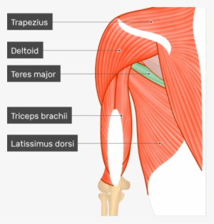An Image Showing The Teres Major Muscle Attached To - Triceps Brachii Lateral Head