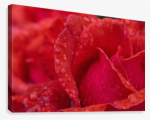 Red Rose Petals With Dew Drops - Printscapes Wall Art: 18" X 12" Canvas Print With Black
