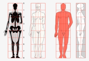 Human Body Size