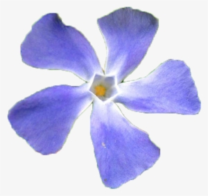 Flower Pngs - Periwinkle