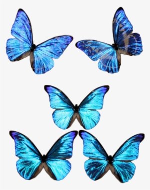 Transparent Blue Butterfly Png - - Blue Butterfly Transparent