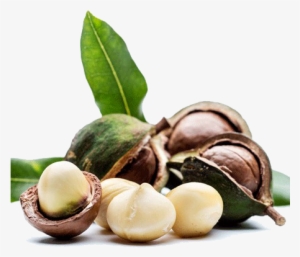 Macadamia Nuts Png Image - Macadamia Nut