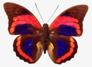 butterfly png image - butterfly png