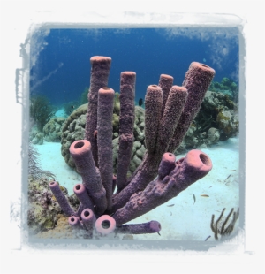 Coral-value - Marine Biology