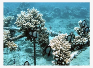 Restoring Part Of The Ecosystem On The Artificially - Underwater