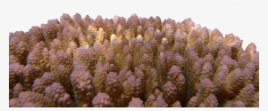 Reef-building Corals Are Among The Most Vulnerable - Underwater