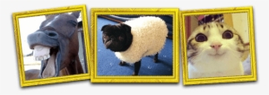Animals Image - Sheep