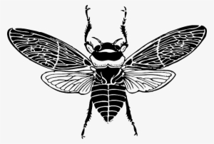 Top, Bee, Wings, Insect, Honey, Silhouette, Bug, Bees - Bee Top View