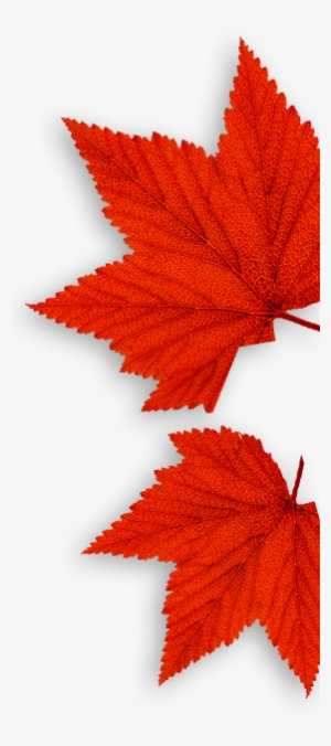 Leafs
