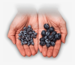 Better Bb Hands - Wild Blueberries Vs Blueberries