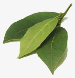 The Leaves Which Contains A High Percentage Of Oxygenated - Type Of Leaves In India