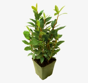 Flowerpot
