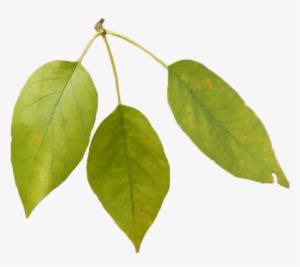 Bodark-leaves - Texas