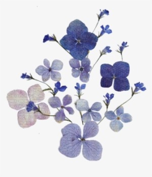 Vintage - Flowers - Fleurs - Victoriabea - Pressed On Flower Patterns