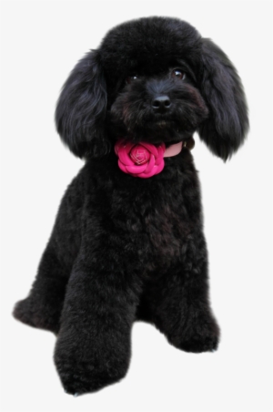 Poodle In Png - Black Poodle Puppy Png
