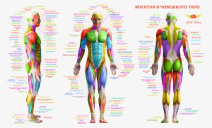 Мускули В Човешкото Тяло Body Muscles Anatomy Free - Main Muscle Groups Front And Back