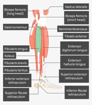 Fibularis Longus Muscle Attached To The Lower Limb - Fibularis Muscles