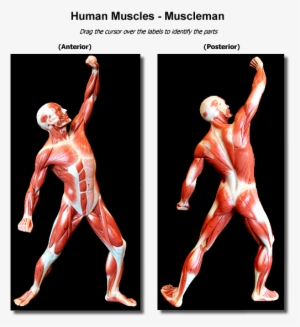 Humanmuscles Entire - Anatomy