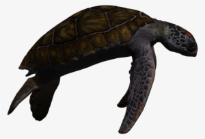 Download Turtle Png Transparent Images Transparent - Sea Turtle Png Deviantart