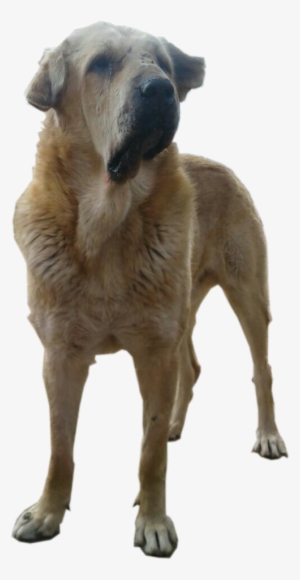 سگ پژدر -kurd Mastiff - Greyhound