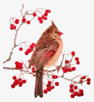 Cardinal Redberry Branch - Birds On Branches Transparent