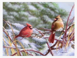 Winter Cardinals - Bradley Jackson A Crisp Winter Day