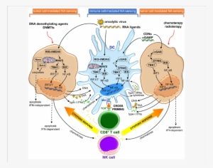 Cgas Sting And Rig I/mda5 Signaling Pathways In Immune - Cgas Sting Cancer