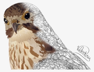 Falco-peregrinus - Red-tailed Hawk