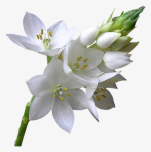 Flor Png - Fleur Blanche