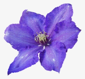 Flor, Violeta,adolgian - Flor Violeta