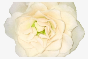 White Roses Png Images, Free Download Flower Pixtures - Portable Network Graphics