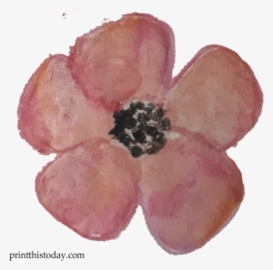 Watercolor Flower Clipart Free - Anemone