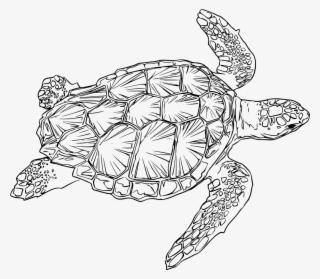 Drawn Sea Turtle Loggerhead Turtle - Sea Turtle Line Art