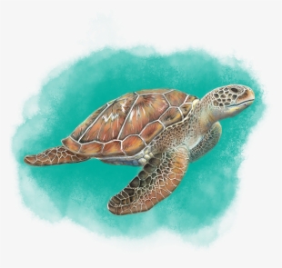 Sea Turtle