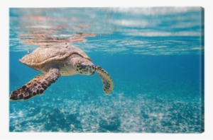 Clearest Water With Turtle