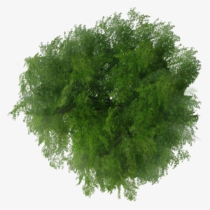 Trees Top View Png