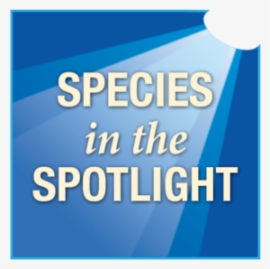 Species In The Spotlight Logo - Exercise