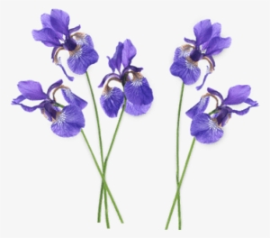 Svg Free Stock Lavender Clipart Free - Purple Iris Flower Png