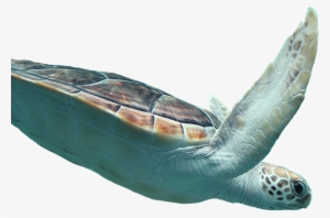 The Tiny Turtle With A Big Story - Taronga Conservation Society