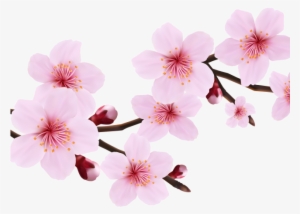 Cherry Blossom Clipart File - Cherry Blossom Transparent Background