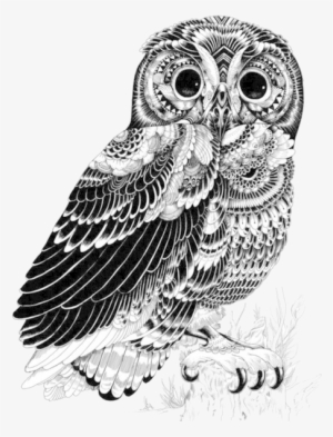 Owl Illustration, Ink Illustrations, Art Drawings, - Owl Pen And Ink Drawing