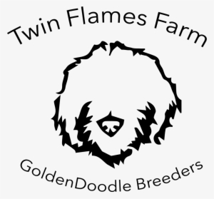 Twin Flames - Labradoodle