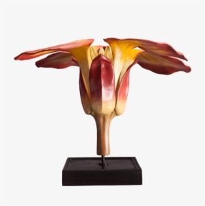 A Large Botanical Model By Deyrolle - Botany