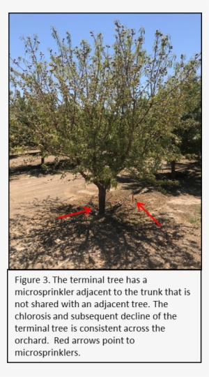 Picture - Almond