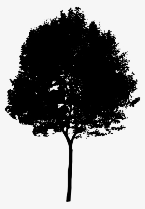 River Birch Tree Silhouette - Tree Silhouette Png