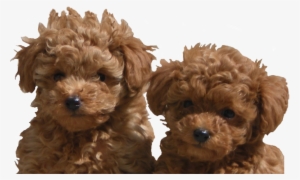 Adanac Poodles Of Canada - Toy Poodle For Sale Ontario